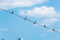Swallow sitting on electric wire with city view.