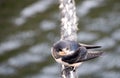 Swallow Sitting on Rope