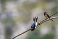 Swallow sitting on wire variegated background Royalty Free Stock Photo