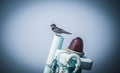 A swallow stands on the masts at the fishing boat pier, Ban Bang Saray, Thailand Royalty Free Stock Photo