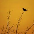 Swallow at Sundown Royalty Free Stock Photo