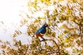 Swallow Superb starling bird on branch in Kenya Royalty Free Stock Photo