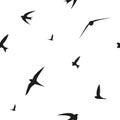 Swallow, swift, birds. Graphic vector pattern. Decorative seamless background.
