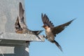 Swallow swift on the deep blue cloudy sky Royalty Free Stock Photo
