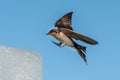 Swallow swift on the deep blue cloudy sky Royalty Free Stock Photo