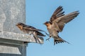 Swallow swift on the deep blue cloudy sky Royalty Free Stock Photo