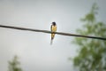 Swallow swift perching on a wire Royalty Free Stock Photo