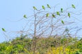 Swallow Tail Bee Eaters and Green Bee Eater perching