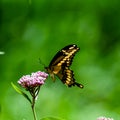 Swallow tail butter flies