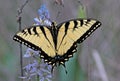 Swallow Tail Butterfly