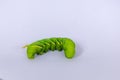 Swallow tail butterfly caterpillar with white background