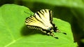 Swallow tail butterfly on green leaf