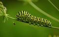 Swallow tail butterfly (Papilio machaon) caterpillar. Green catterpillar of Papilio machaon Royalty Free Stock Photo