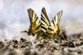 Swallow tail butterfly