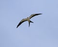 Swallow tail kite