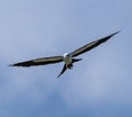 Swallow Tail Kite the Beautiful and Graceful Bird of Prey
