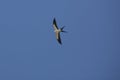 Swallow tail kite soaring against blue sky in Florida.