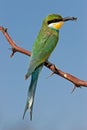 Swallow-tailed bee-eater