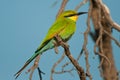 Swallow-tailed bee-eater