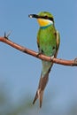 Swallow-tailed bee-eater