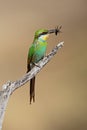 Swallow-tailed bee-eater with insect prey