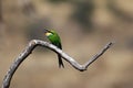Swallow-Tailed Bee-Eater (Merops hirundineus) Royalty Free Stock Photo