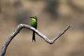 Swallow-Tailed Bee-Eater (Merops hirundineus)