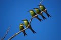 Swallow-Tailed Bee-Eater (Merops hirundineus)