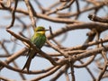 Swallow-tailed bee-eater Merops hirundineus chrysolaimus