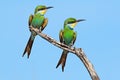 Swallow-tailed bee-eaters on a branch