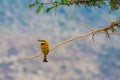 Swallow-tailed bee-eater Merops hirundineus perched on a twig in Ngorongoro conservation area, Tanzania. Wildlife of Africa