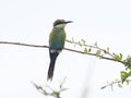 Swallow-tailed bee-eater, Merops hirundineus