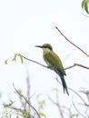 Swallow-tailed bee-eater, Merops hirundineus