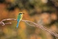 The swallow-tailed bee-eater Merops hirundineus sits on a branch with a colored background. A small African bee-eater with a cut