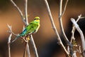 The swallow-tailed bee-eater Merops hirundineus sitting on the branch