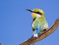 Swallow-tailed Bee-eater perched in dead tree Royalty Free Stock Photo
