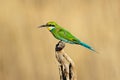 Swallow-tailed bee-eater - South Africa