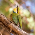 Swallow-tailed Bee-eater in strange pose