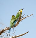 Swallow-tailed Bee-eaters perched in dead tree Royalty Free Stock Photo