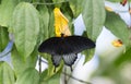 Swallow Tailed Butterfly feeeding on a bright yellpw flower with fully extended wings Royalty Free Stock Photo