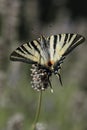 Swallow tailed butterfly.