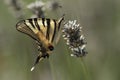 Swallow tailed butterfly.