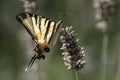 Swallow tailed butterfly.