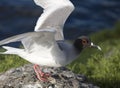 Swallow-tailed Gull