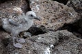 Swallow-tailed gull chick Royalty Free Stock Photo