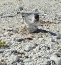 A swallow-tailed gull with a chick , Genovesa Island, Galapagos Islands, Ecuador Royalty Free Stock Photo