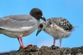 Swallow-tailed Gull with a chick on Genovesa island, Galapagos N Royalty Free Stock Photo