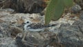 Swallow-tailed Gull Chick in South Plaza Island Royalty Free Stock Photo