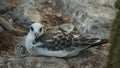 Swallow-tailed Gull Chick in South Plaza Island