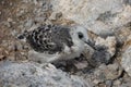 Swallow-tailed Gull Chick in South Plaza Island Royalty Free Stock Photo